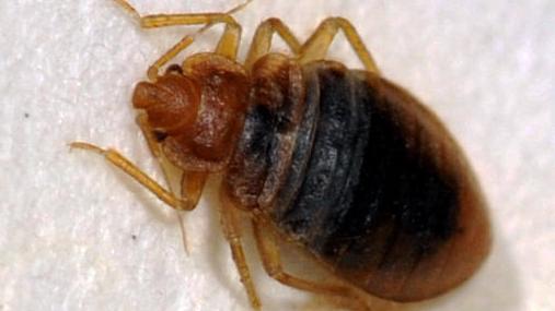Bedbugs prompt removal of 3 padded benches at Phoenix airport